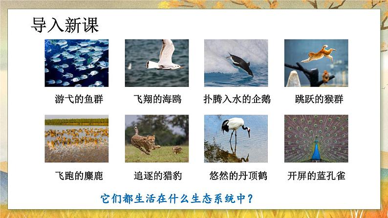 6.2  认识生物的多样性-2024-2025学年生物八年级上册同步备课高效课件04