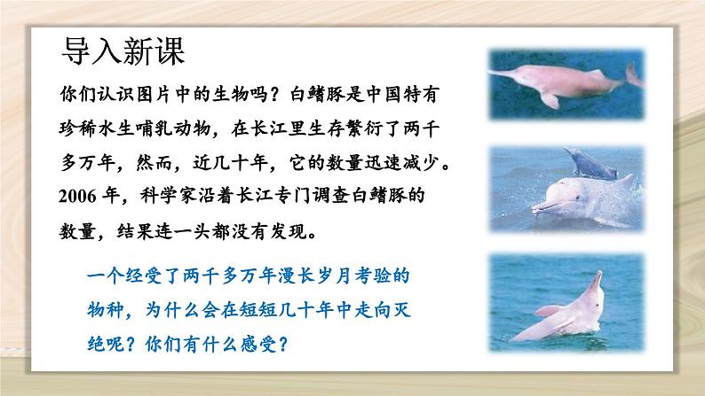 6.3  保护生物的多样性-2024-2025学年生物八年级上册同步备课高效课件第4页