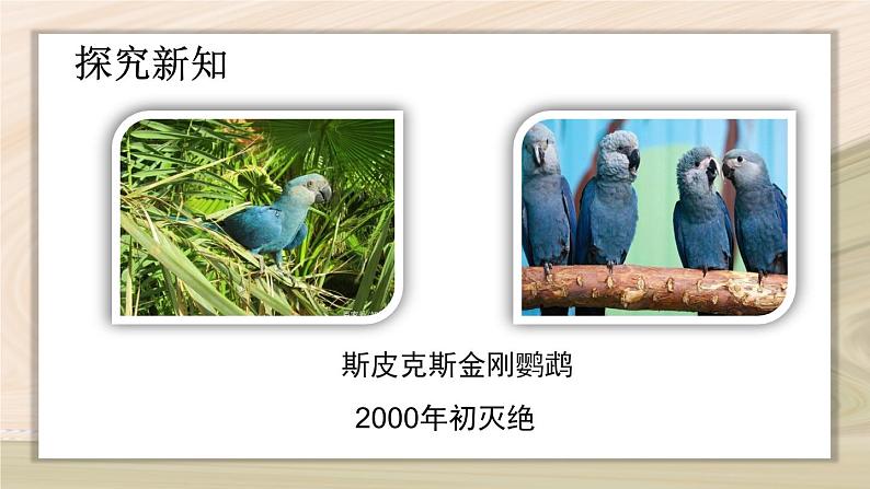 6.3  保护生物的多样性-2024-2025学年生物八年级上册同步备课高效课件第8页