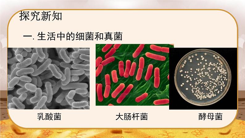 5.4.1  细菌和真菌的分布-2024-2025学年生物八年级上册同步备课高效课件第5页