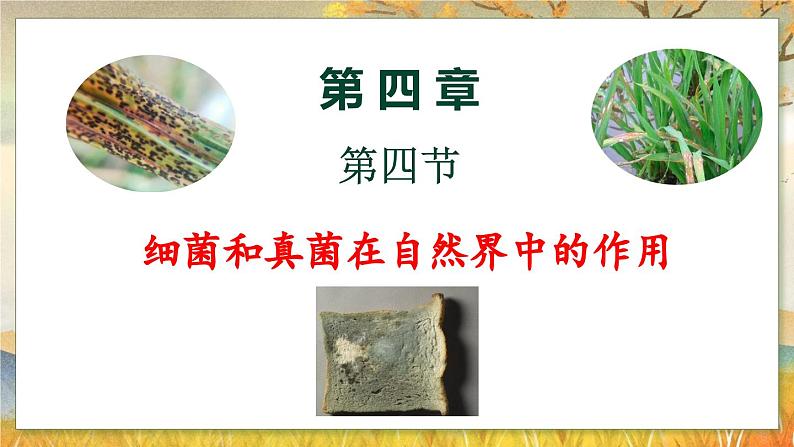 5.4.4  细菌和真菌在自然界中的作用-2024-2025学年生物八年级上册同步备课高效课件第1页