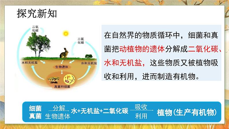 5.4.4  细菌和真菌在自然界中的作用-2024-2025学年生物八年级上册同步备课高效课件第7页