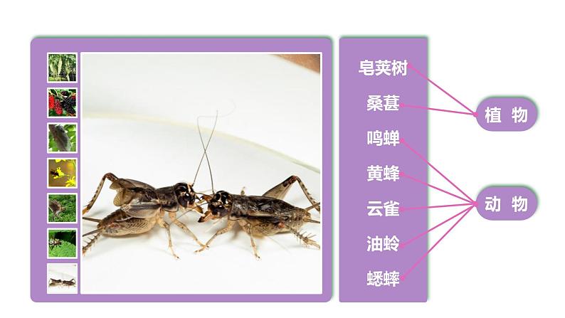 1.1.1调查周边环境中的生物 教学课件 人教版生物七年级上04