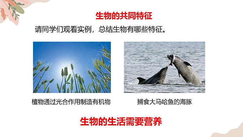 1.1.2生物的特征 教学课件 人教版生物七年级 上册08