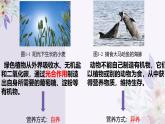 1.1.2生物的特征 教学课件 人教版生物七年级上