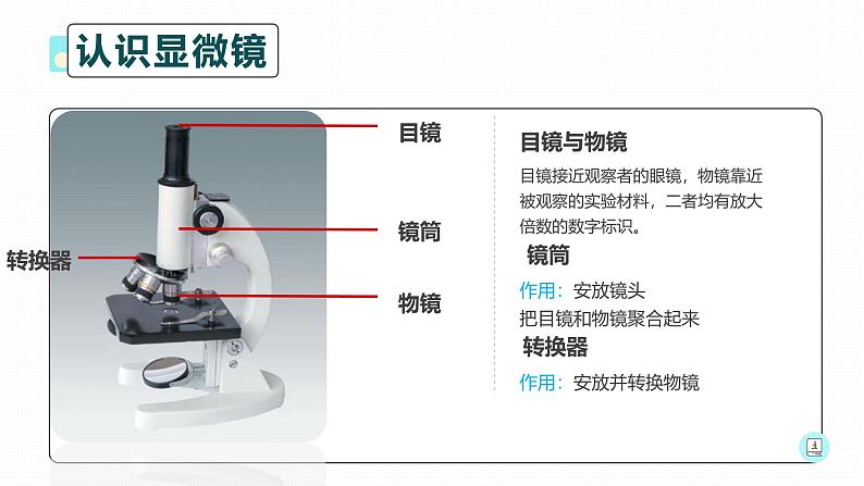 1.2.1练习使用显微镜 教学课件 人教版生物七年级上册04