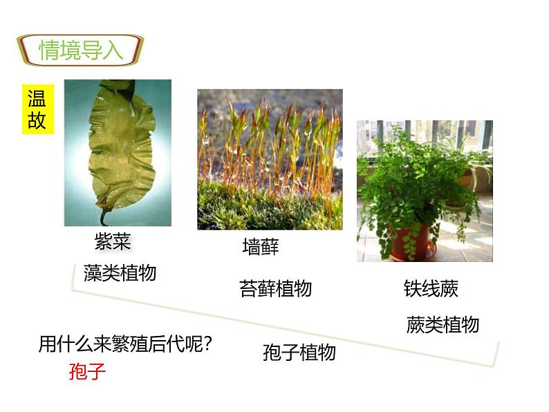 1.2.2种子植物 教学课件 人教版生物七年级上册第2页