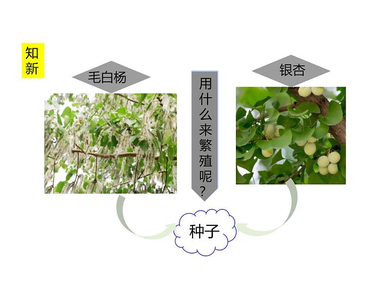 1.2.2种子植物 教学课件 人教版生物七年级上册第3页