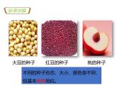 1.2.2种子植物 教学课件 人教版生物七年级上册