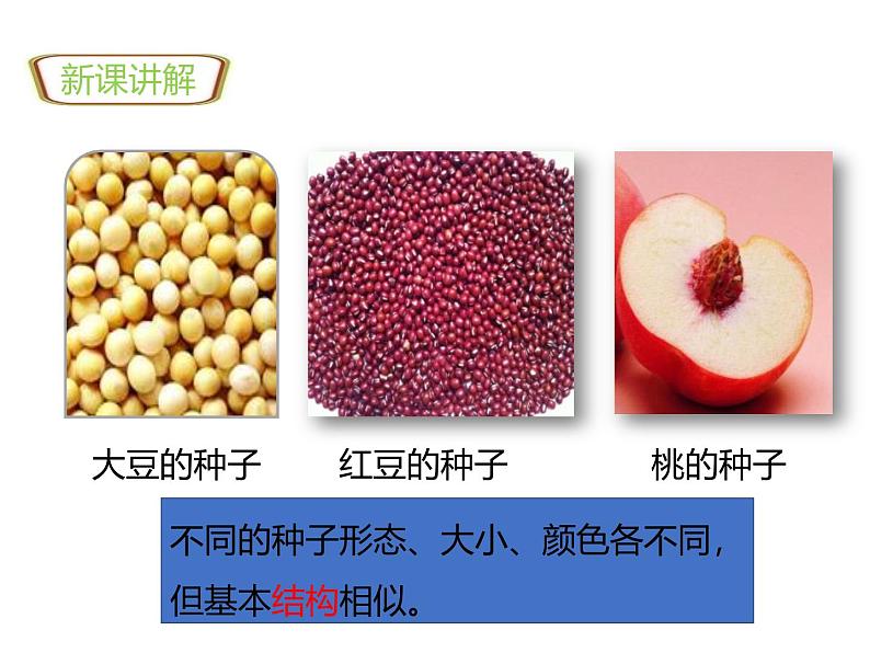 1.2.2种子植物 教学课件 人教版生物七年级上册第4页