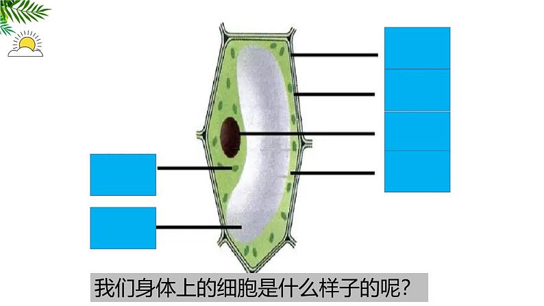 1.2.3动物细胞 教学课件 人教版生物七年级上册05