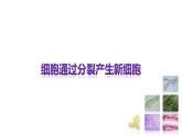 1.3.1细胞通过分裂产生新细胞 教学课件 人教版生物七年级上册