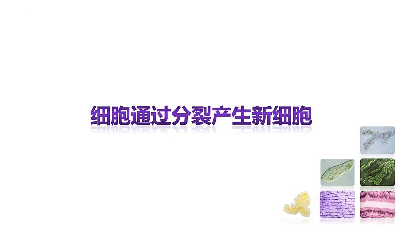 1.3.1细胞通过分裂产生新细胞 教学课件 人教版生物七年级上册01