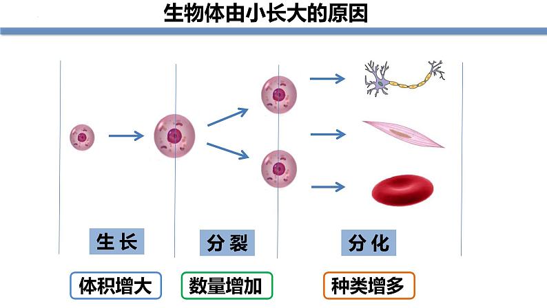 1.3.1细胞通过分裂产生新细胞 教学课件 人教版生物七年级上册03