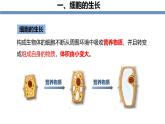 1.3.1细胞通过分裂产生新细胞 教学课件 人教版生物七年级上册
