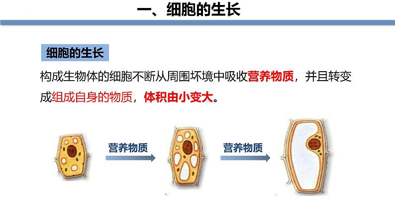 1.3.1细胞通过分裂产生新细胞 教学课件 人教版生物七年级上册04