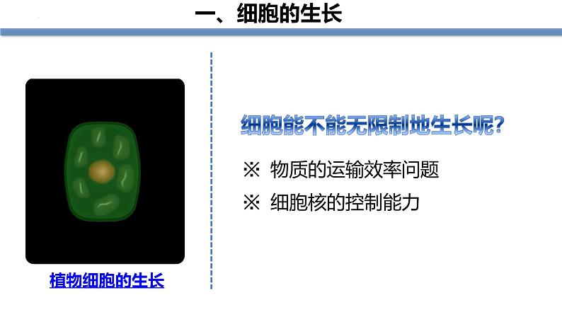 1.3.1细胞通过分裂产生新细胞 教学课件 人教版生物七年级上册05