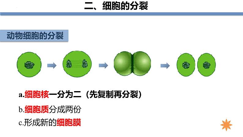 1.3.1细胞通过分裂产生新细胞 教学课件 人教版生物七年级上册07