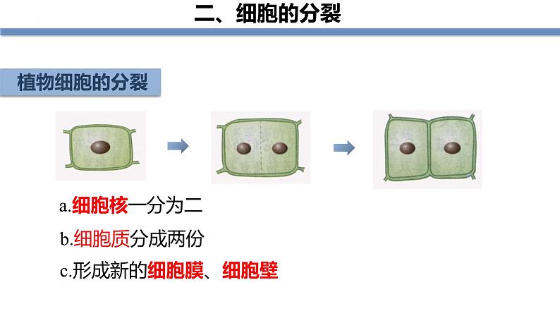 1.3.1细胞通过分裂产生新细胞 教学课件 人教版生物七年级上册08