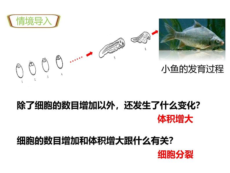 1.3.2动物体的结构层次 教学课件 人教版 生物七年级上02