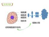 1.3.2动物体的结构层次 教学课件 人教版 生物七年级上