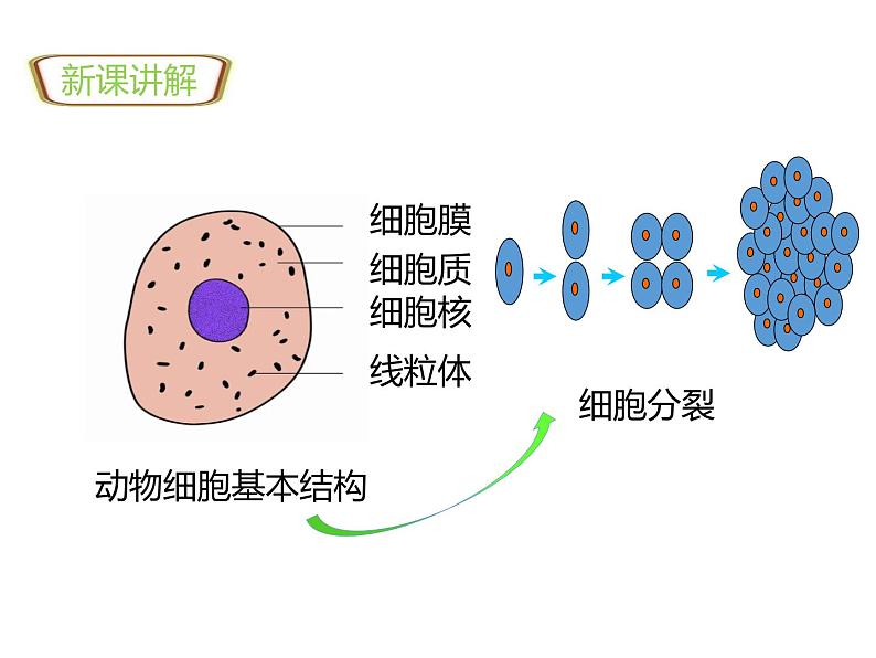 1.3.2动物体的结构层次 教学课件 人教版 生物七年级上03