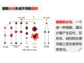 1.3.2动物体的结构层次 教学课件 人教版 生物七年级上