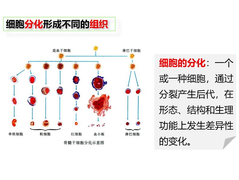 1.3.2动物体的结构层次 教学课件 人教版 生物七年级上04