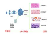 1.3.2动物体的结构层次 教学课件 人教版 生物七年级上