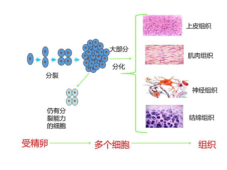 1.3.2动物体的结构层次 教学课件 人教版 生物七年级上05