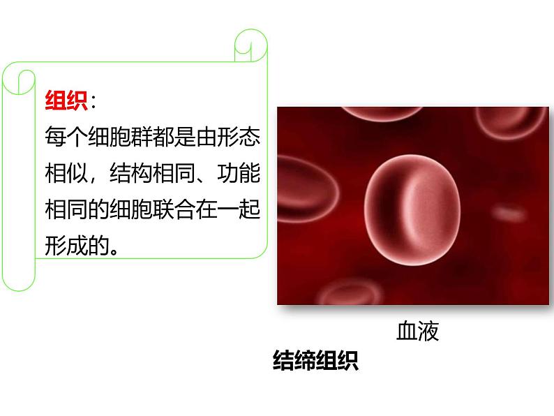 1.3.2动物体的结构层次 教学课件 人教版 生物七年级上06