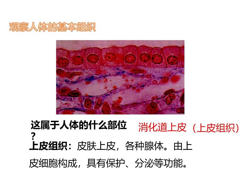 1.3.2动物体的结构层次 教学课件 人教版 生物七年级上07