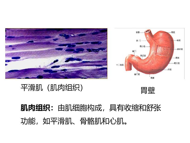 1.3.2动物体的结构层次 教学课件 人教版 生物七年级上08