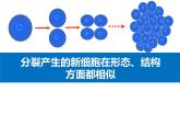 1.3.2动物体的结构层次 教学课件 人教版 生物七年级上册