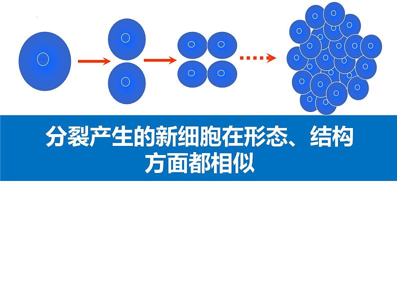 1.3.2动物体的结构层次 教学课件 人教版 生物七年级上册02