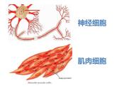 1.3.2动物体的结构层次 教学课件 人教版 生物七年级上册