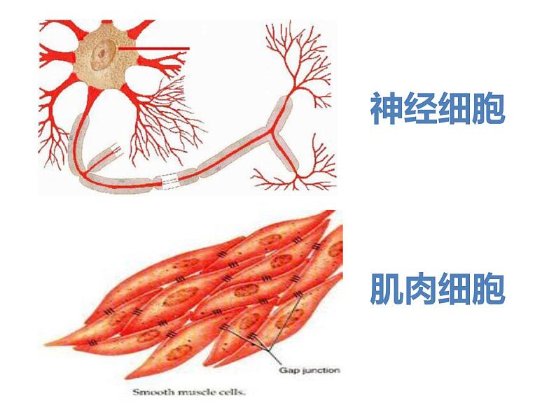 1.3.2动物体的结构层次 教学课件 人教版 生物七年级上册03