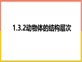 1.3.2动物体的结构层次 教学课件 人教版生物七年级 上册