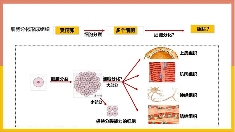 1.3.2动物体的结构层次 教学课件 人教版生物七年级 上册04