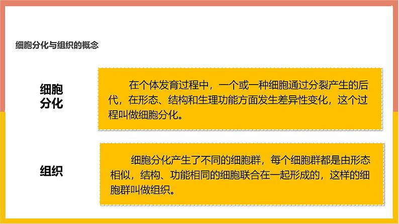 1.3.2动物体的结构层次 教学课件 人教版生物七年级 上册05