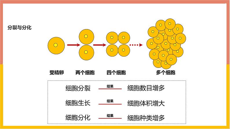 1.3.2动物体的结构层次 教学课件 人教版生物七年级 上册06