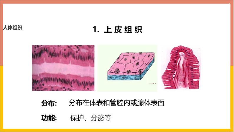 1.3.2动物体的结构层次 教学课件 人教版生物七年级 上册07