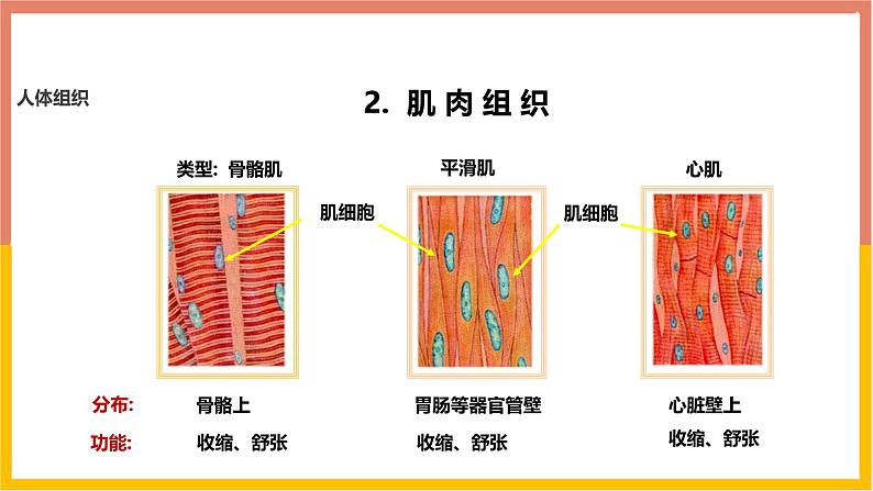 1.3.2动物体的结构层次 教学课件 人教版生物七年级 上册08