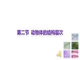 1.3.2动物体的结构层次 教学课件 人教版生物七年级上册