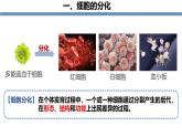 1.3.2动物体的结构层次 教学课件 人教版生物七年级上册