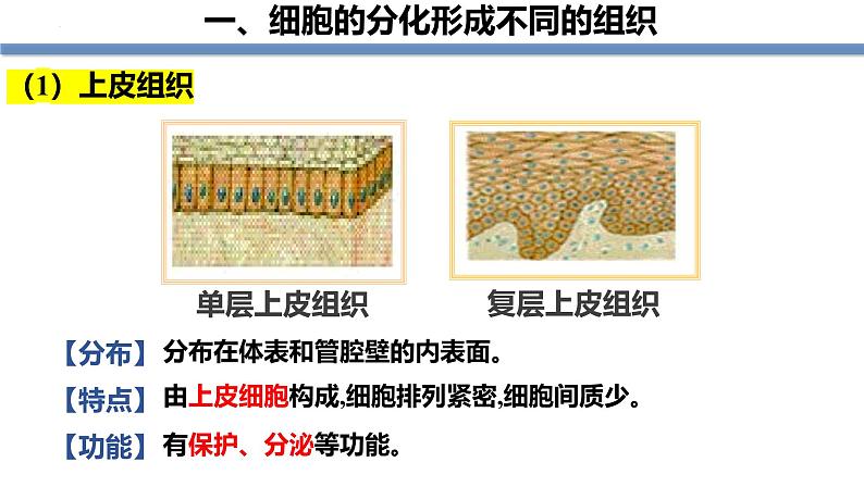 1.3.2动物体的结构层次 教学课件 人教版生物七年级上册07