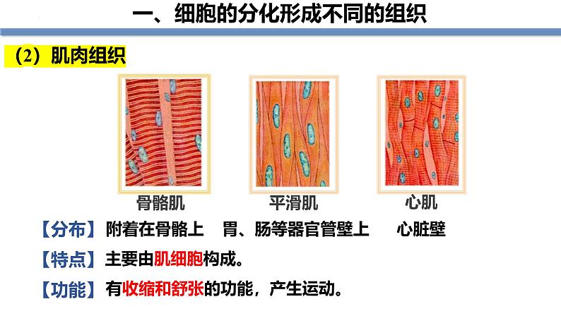 1.3.2动物体的结构层次 教学课件 人教版生物七年级上册08