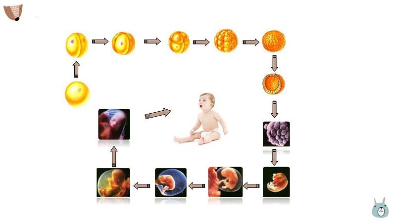 1.3.2动物体的结构层次 课件 人教版生物七年级上册02