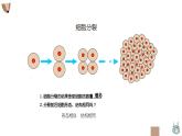 1.3.2动物体的结构层次 课件 人教版生物七年级上册