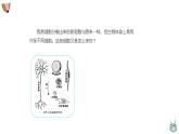 1.3.2动物体的结构层次 课件 人教版生物七年级上册